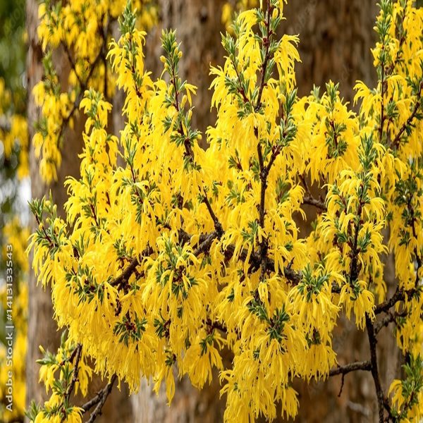 ACACIA AURICULIFORMIS - Image 3