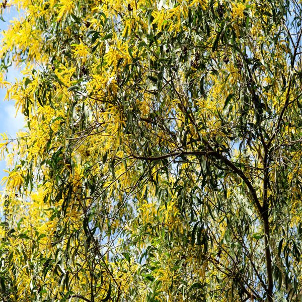 ACACIA AURICULIFORMIS - Image 5
