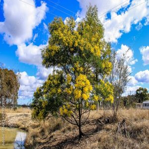 ACACIA AURICULIFORMIS