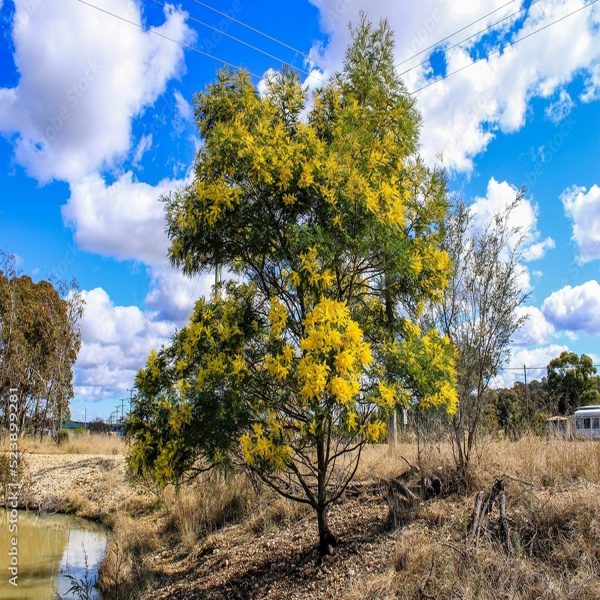 ACACIA AURICULIFORMIS - Image 2