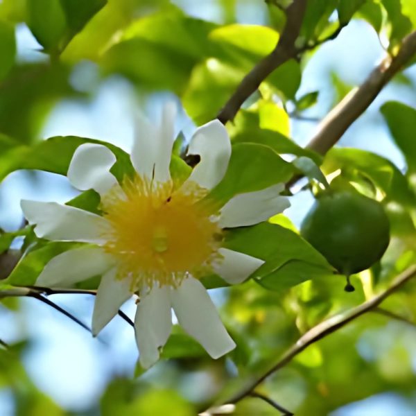 ONCOBA SPINOSA - Image 5