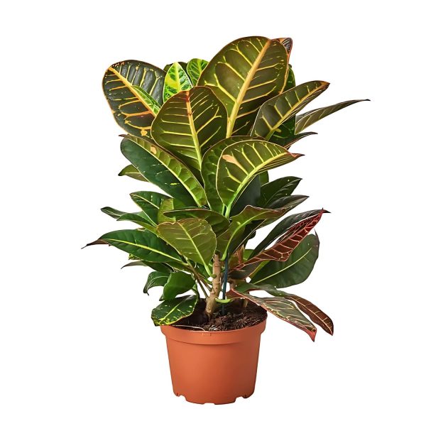 CODIAEUM VARIEGATUM BANKOK QUEEN - Image 4