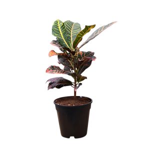 CODIAEUM VARIEGATUM BANKOK QUEEN