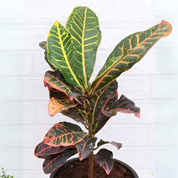 CODIAEUM VARIEGATUM BANKOK QUEEN - Image 3