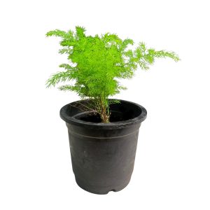 PHP-ASPARAGUS RACEMOSA