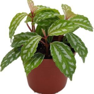 PHP-PILEA CADIEREI