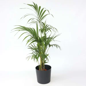 PHP-HOWEA FORSTERIANA