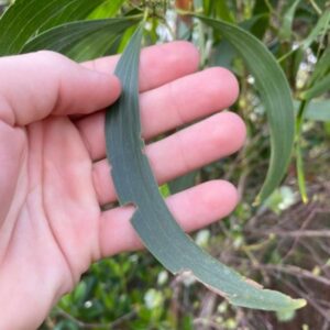 ACACIA AURICULIFORMIS
