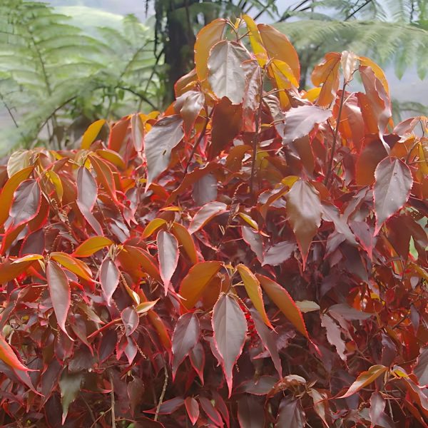 ACALYPHA MARGINATA - Image 4