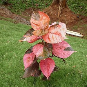 ACALYPHA WILKESIANA OBOVATA