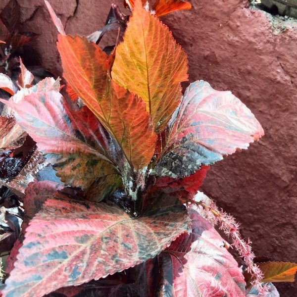 ACALYPHA WILKESIANA TRICOLOR - Image 2