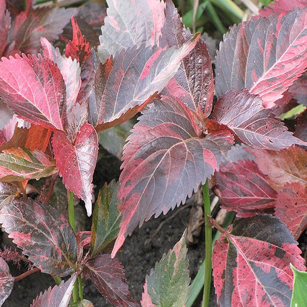 ACALYPHA WILKESIANA TRICOLOR - Image 3