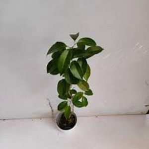 ADENOCALYMMA CO.