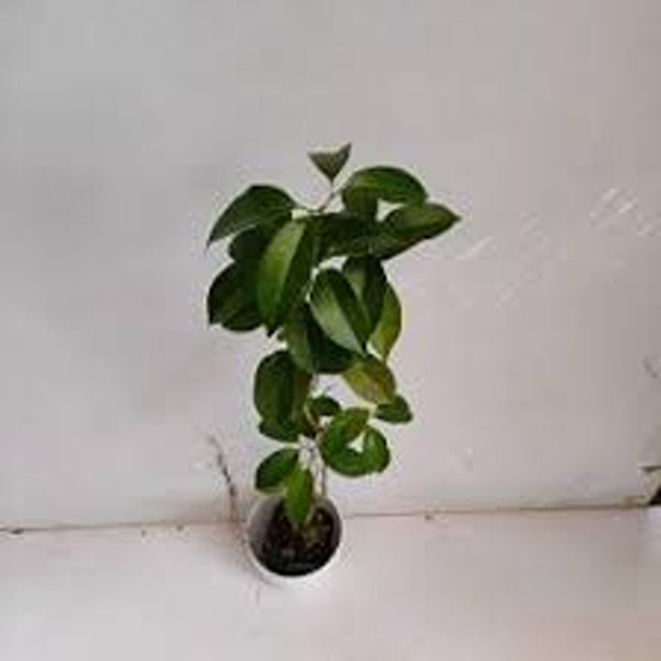 ADENOCALYMMA CO.
