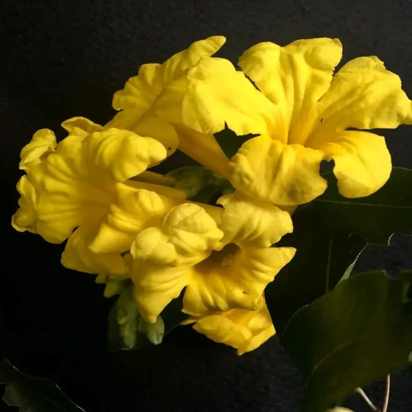 ADENOCALYMMA CO. - Image 3