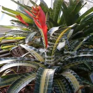HP-AECHMEA CHANTINII