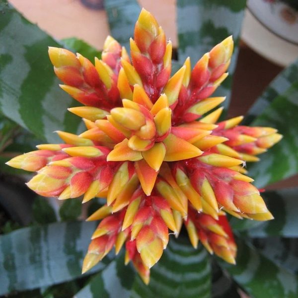 PHP-AECHMEA CHANTINII - Image 3