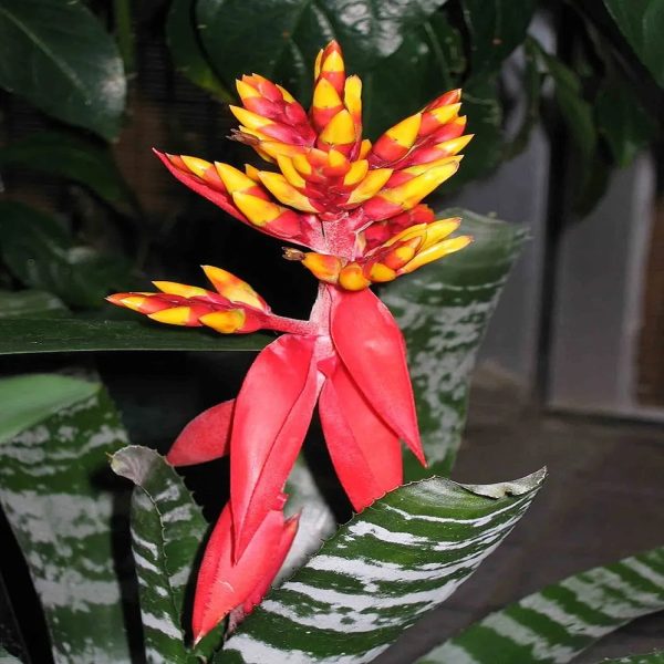 PHP-AECHMEA CHANTINII - Image 4