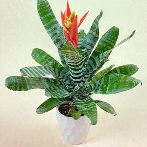 PHP-AECHMEA CHANTINII