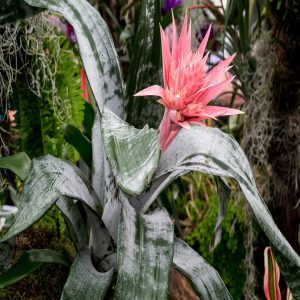 HP-AECHMEA FASCIATA