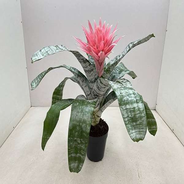 HP-AECHMEA FASCIATA - Image 3