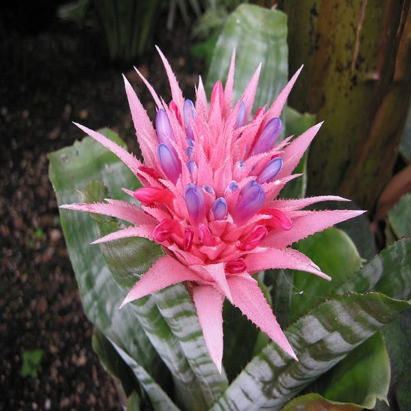 HP-AECHMEA FASCIATA - Image 4
