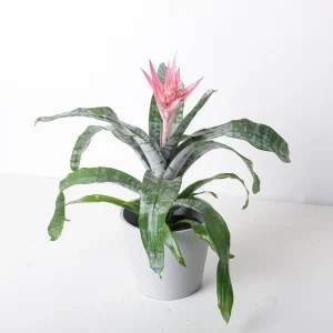 HP-AECHMEA FASCIATA