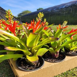 HP-AECHMEA NUDICAULIS