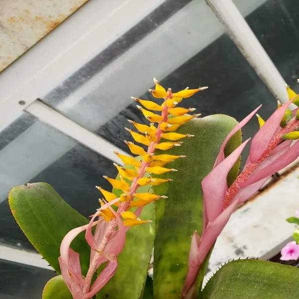 HP-AECHMEA NUDICAULIS - Image 3