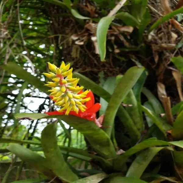 HP-AECHMEA NUDICAULIS - Image 4