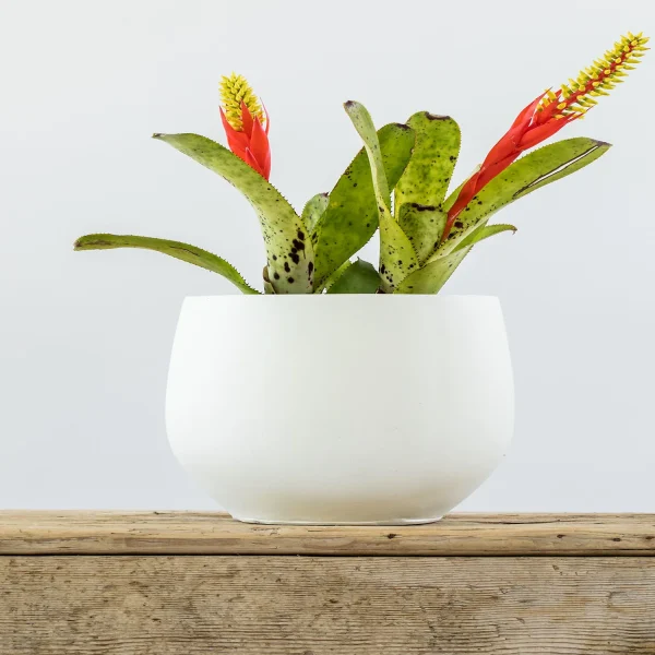HP-AECHMEA NUDICAULIS