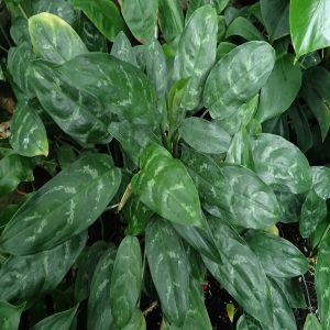 HP-AGLAONEMA COM MACULATUM