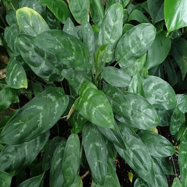HP-AGLAONEMA COM MACULATUM - Image 2