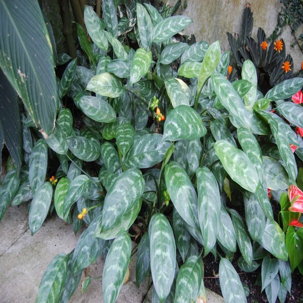 HP-AGLAONEMA COM MACULATUM - Image 3