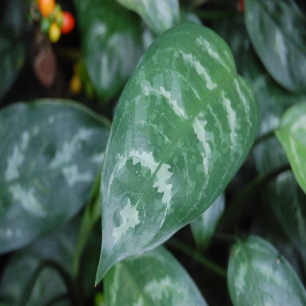 HP-AGLAONEMA COM MACULATUM - Image 4