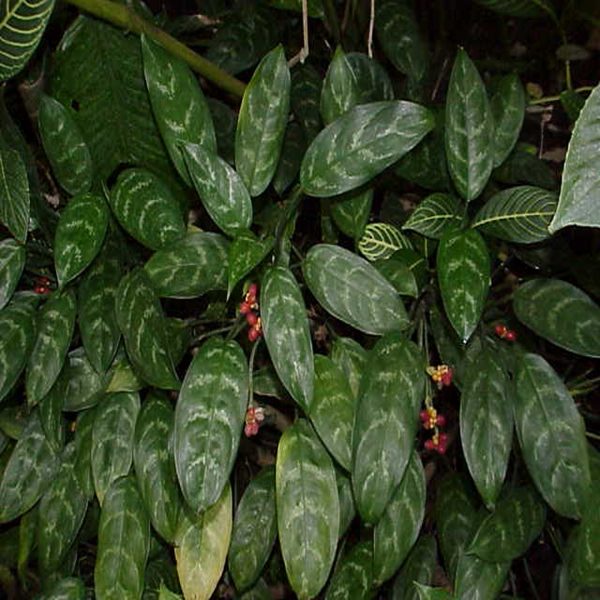 HP-AGLAONEMA COMM. - Image 3