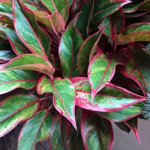 HP-AGLAONEMA COM ELEGANS