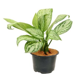 HP-AGLAONEMA COMM.