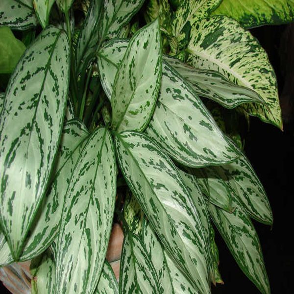 HP-AGLAONEMA COMM. - Image 5