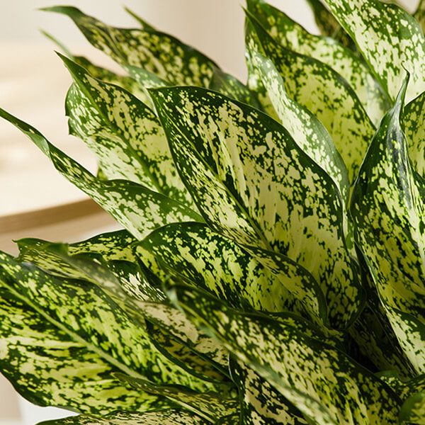 HP-AGLAONEMA COMM. - Image 6