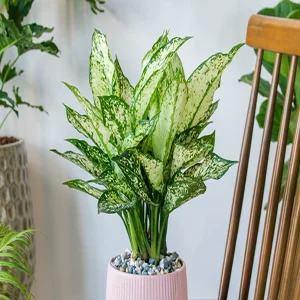 PHP-AGLAONEMA COMM