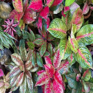 HP-AGLAONEMA COMM.