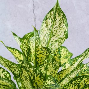 HP-AGLAONEMA COSTATUM