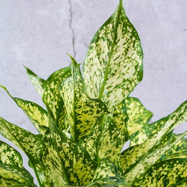 PHP-AGLAONEMA COSTATUM - Image 2