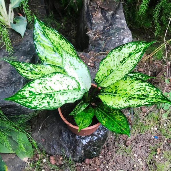 PHP-AGLAONEMA COSTATUM - Image 3