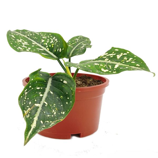PHP-AGLAONEMA COSTATUM - Image 4