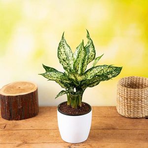 HP-AGLAONEMA COSTATUM