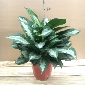 HP-AGLAONEMA CRISPUM