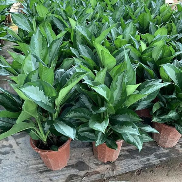 HP-AGLAONEMA CRISPUM MLG - Image 3
