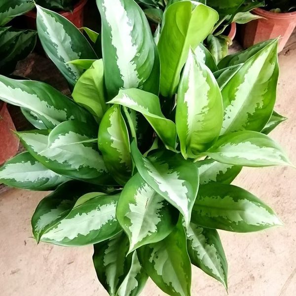 PHP-AGLAONEMA CRISPUM MLG - Image 4